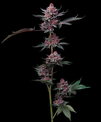 Barney's Farm Cherry Poppers