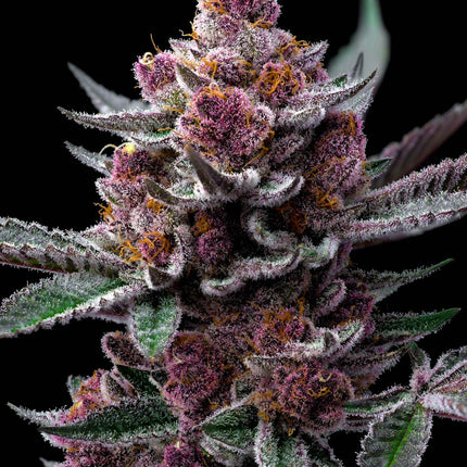 Barney's Farm Cherry Poppers