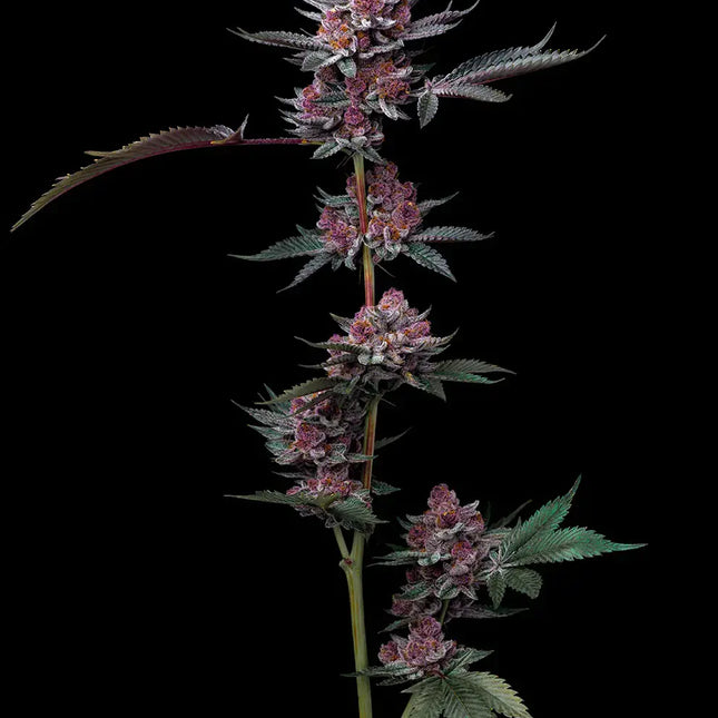Barney's Farm Cherry Poppers (Barney's Farm)