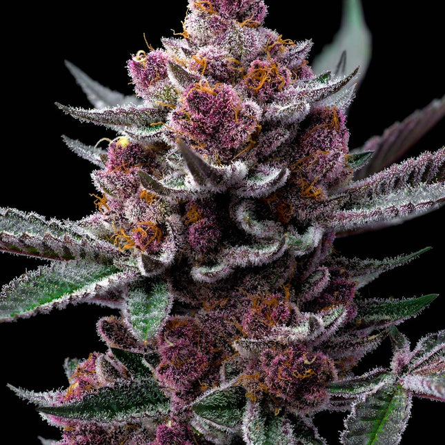 Barney's Farm Cherry Poppers (Barney's Farm)