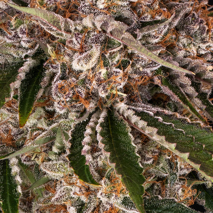 Barney's Farm Cookie Casket