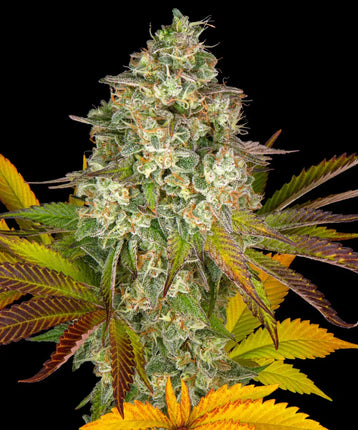 Barney's Farm Cookies Kush Auto (5 Zaden)