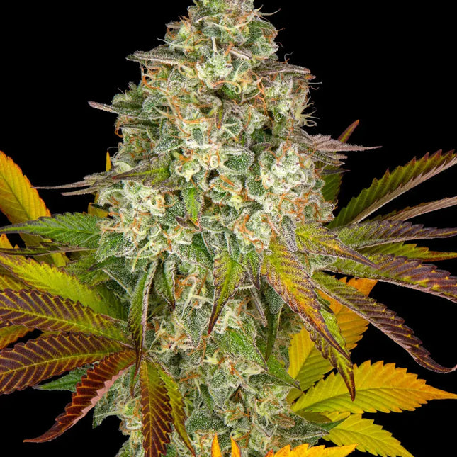 Barney's Farm Cookies Kush Auto (5 Zaden) (Barney's Farm)