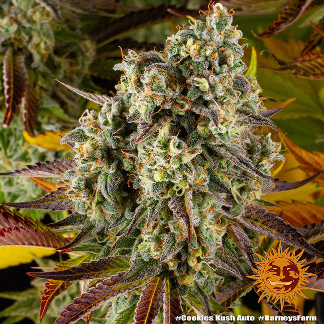 Barney's Farm Cookies Kush Auto (5 Zaden) (Barney's Farm)