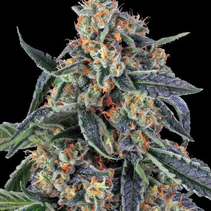 Barney's Farm Cookies Kush (Barney's Farm)