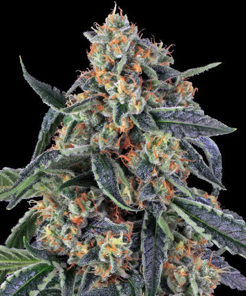 Barney's Farm Cookies Kush (Barney's Farm)