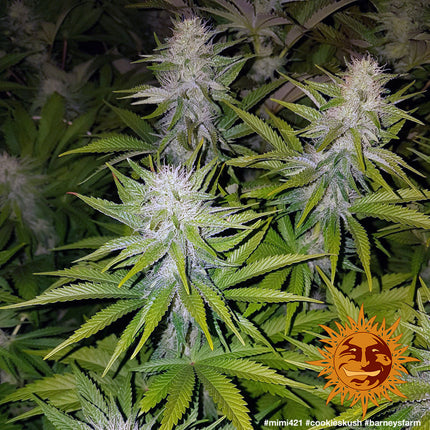Barney's Farm Cookies Kush (Barney's Farm)