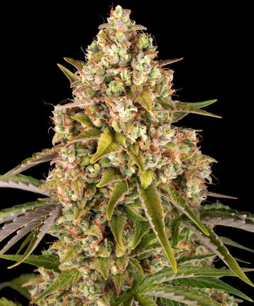 Barney's Farm Critical Kush Auto (5 Zaden)