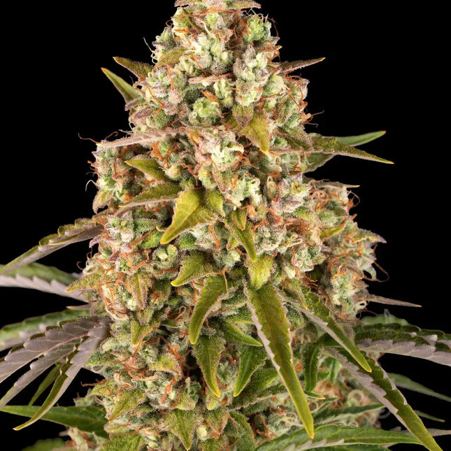 Barney's Farm Critical Kush Auto (5 Zaden) (Barney's Farm)