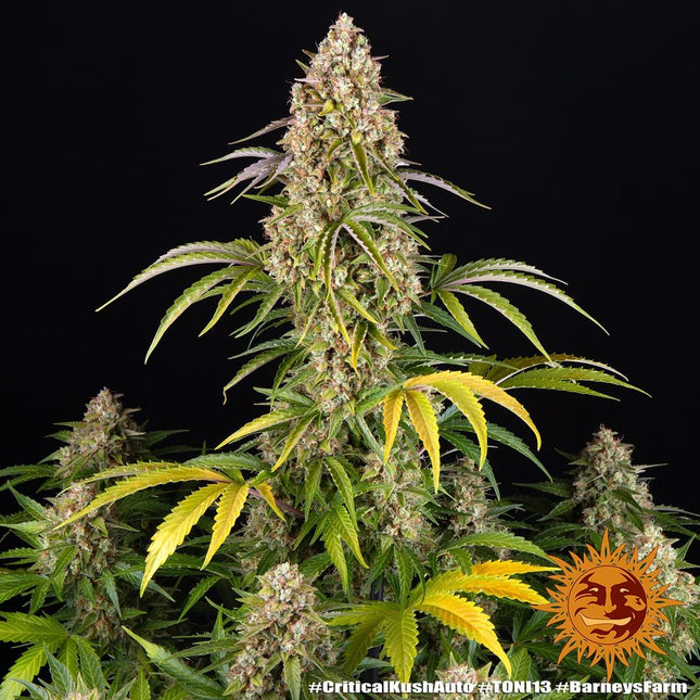 Barney's Farm Critical Kush Auto (5 Zaden) (Barney's Farm)
