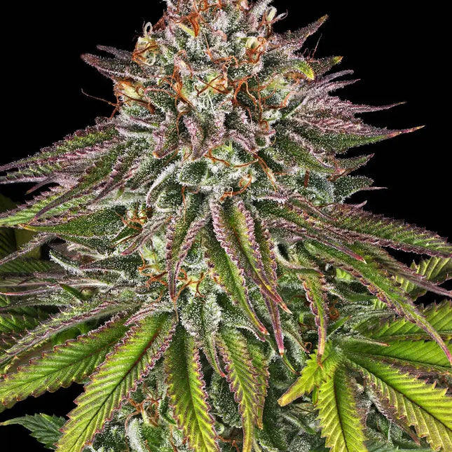 Barney's Farm Critical Kush (Barney's Farm)