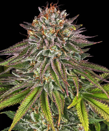 Barney's Farm Critical Kush (Barney's Farm)