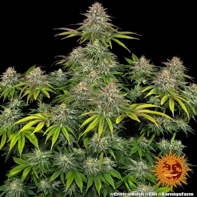 Barney's Farm Critical Kush (Barney's Farm)