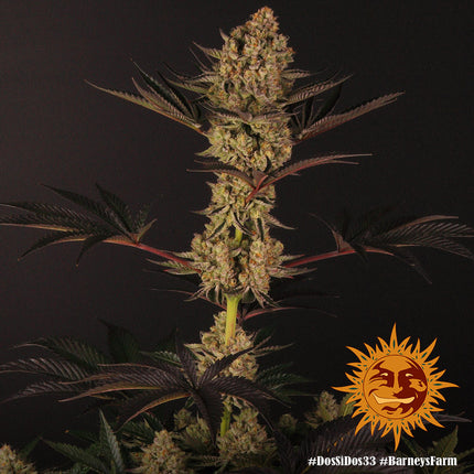 Barney's Farm Dos Si Dos 33