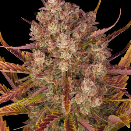 Barney's Farm Dos Si Dos Auto