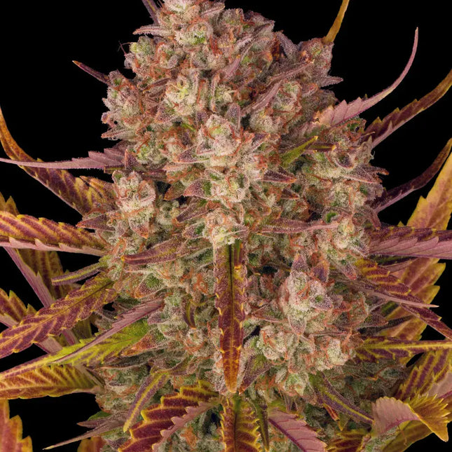 Barney's Farm Dos Si Dos Auto (Barney's Farm)