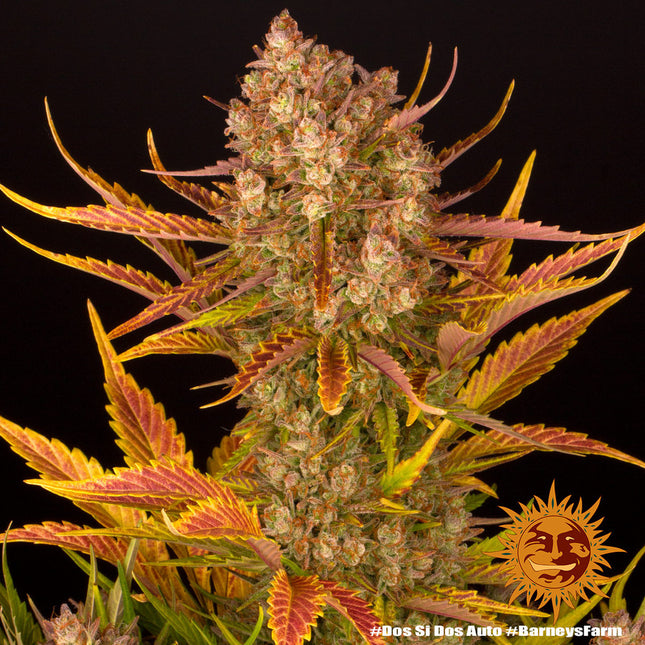 Barney's Farm Dos Si Dos Auto (Barney's Farm)