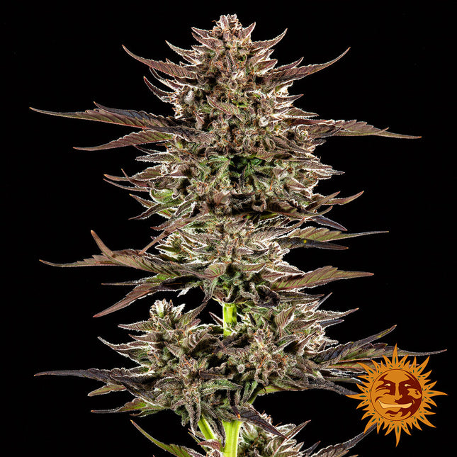 Barney's Farm Frosted Zinn x 3 Bears OG Auto (Barney's Farm)