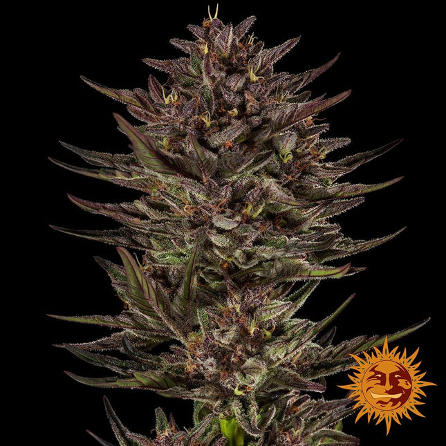Barney's Farm Frosted Zinn x Cookie Dog Auto Strain (Barney's Farm)