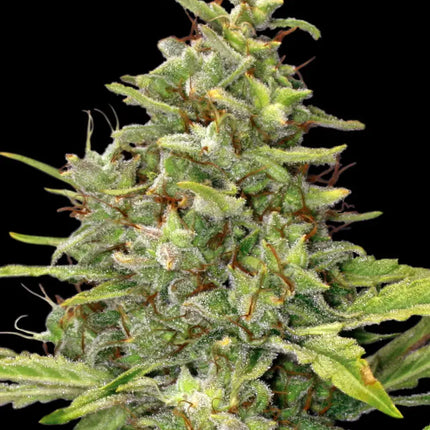 Barney's Farm G13 Haze (3 Zaden)