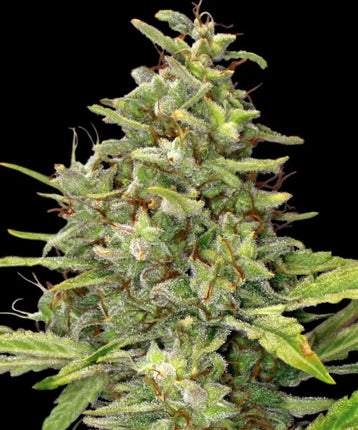 Barney's Farm G13 Haze (3 Zaden)