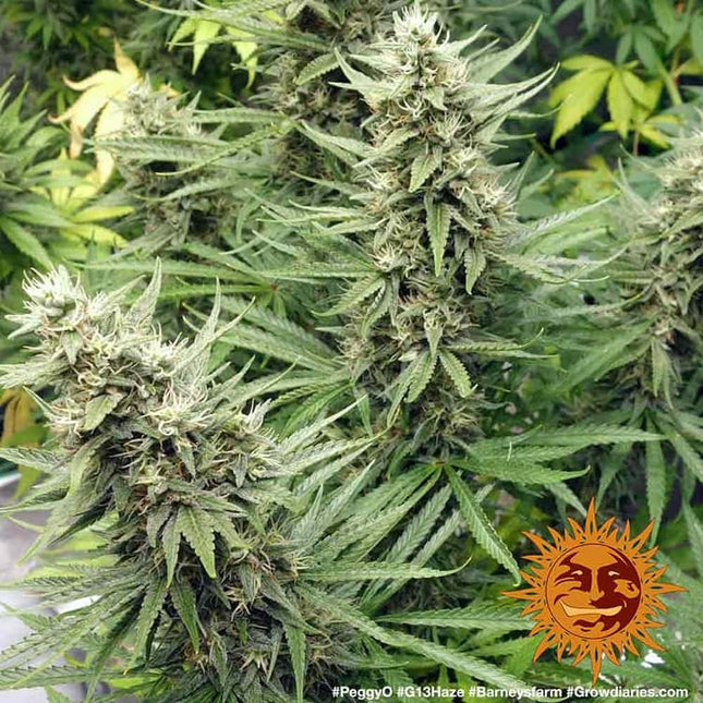 Barney's Farm G13 Haze (3 Zaden) (Barney's Farm)