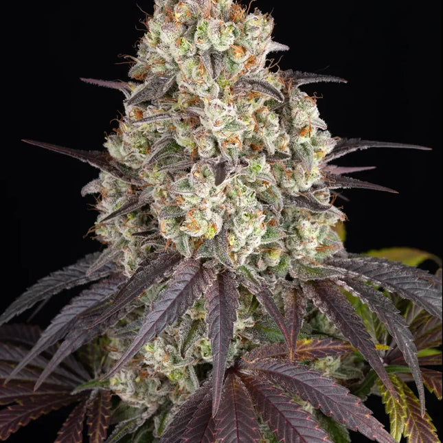 Barney's Farm Gary Payton