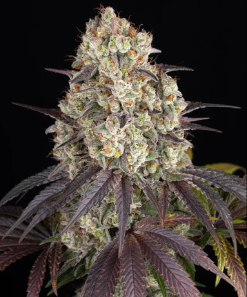 Barney's Farm Gary Payton