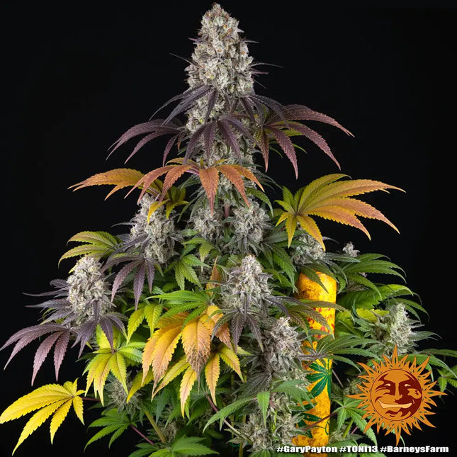 Barney's Farm Gary Payton (Barney's Farm)