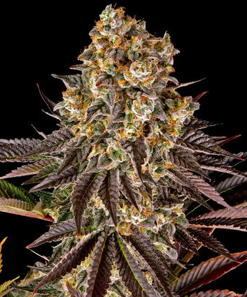 Barney's Farm Gelato #45