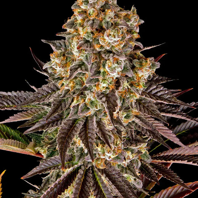 Barney's Farm Gelato #45 (Barney's Farm)
