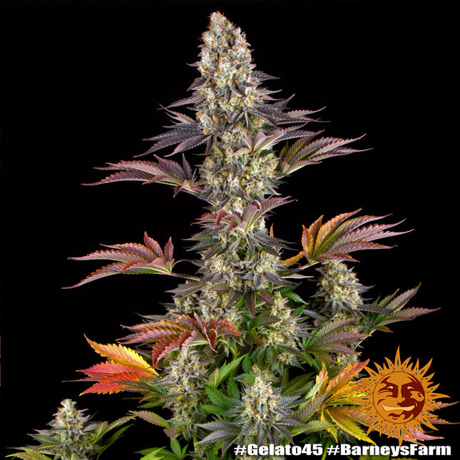Barney's Farm Gelato #45 (Barney's Farm)