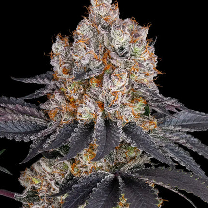 Barney's Farm Gelato
