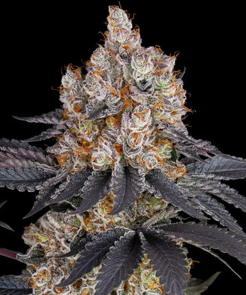 Barney's Farm Gelato