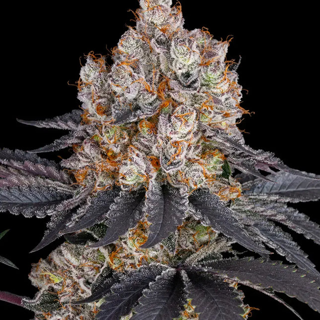Barney's Farm Gelato (Barney's Farm)