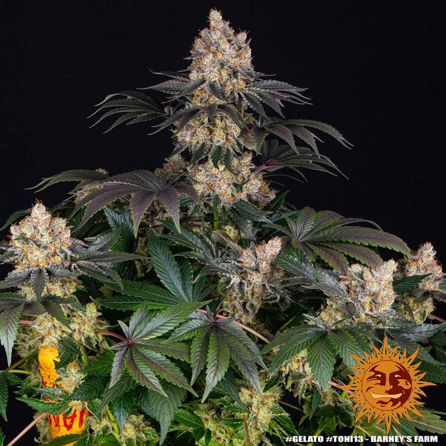 Barney's Farm Gelato (Barney's Farm)