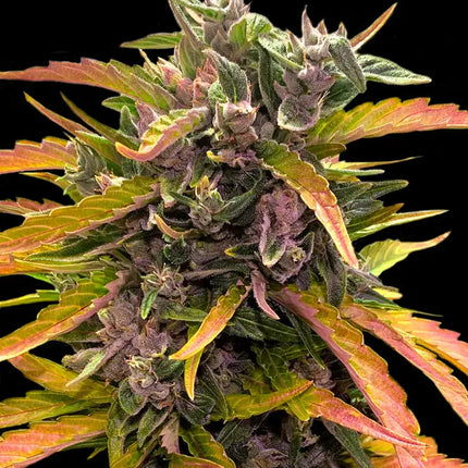 Barney's Farm GG4 Auto