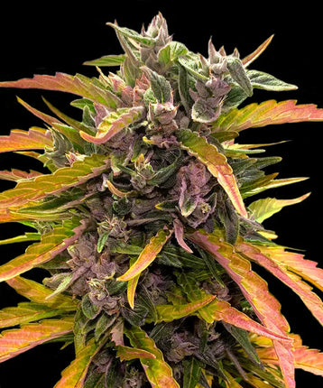 Barney's Farm GG4 Auto