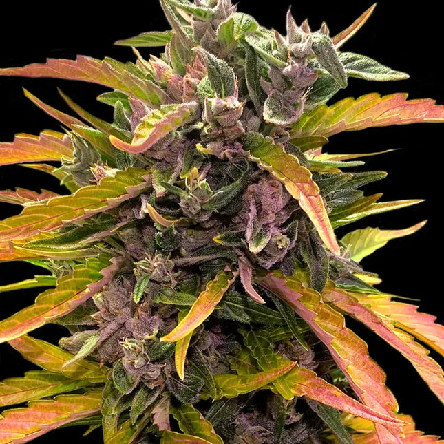 Barney's Farm GG4 Auto (Barney's Farm)