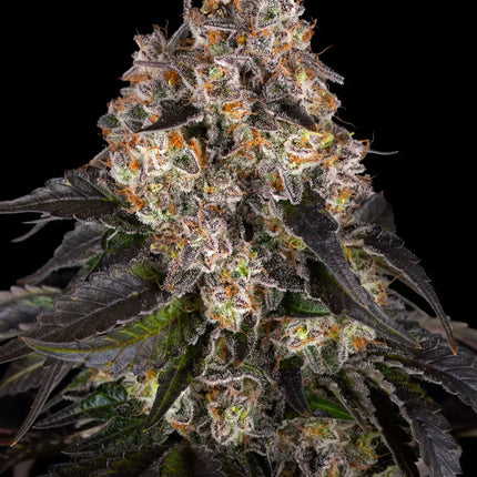 Barney's Farm Girl Scout Cookies (Barney's Farm)