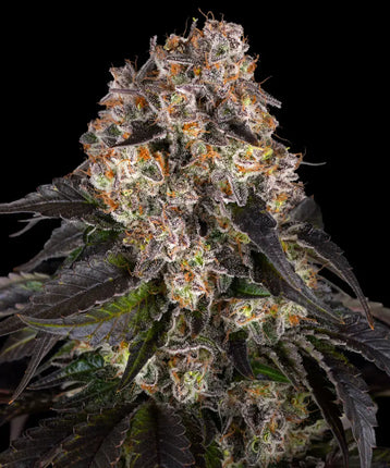 Barney's Farm Girl Scout Cookies (Barney's Farm)