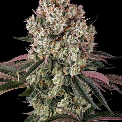 Barney's Farm Glookies