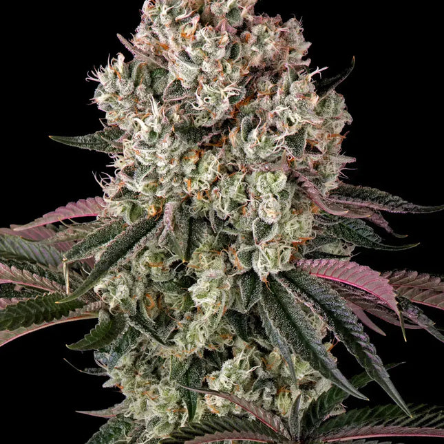 Barney's Farm Glookies