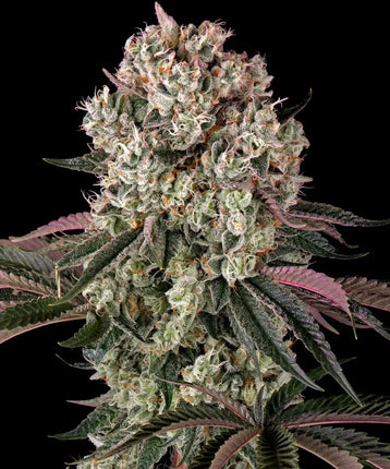 Barney's Farm Glookies