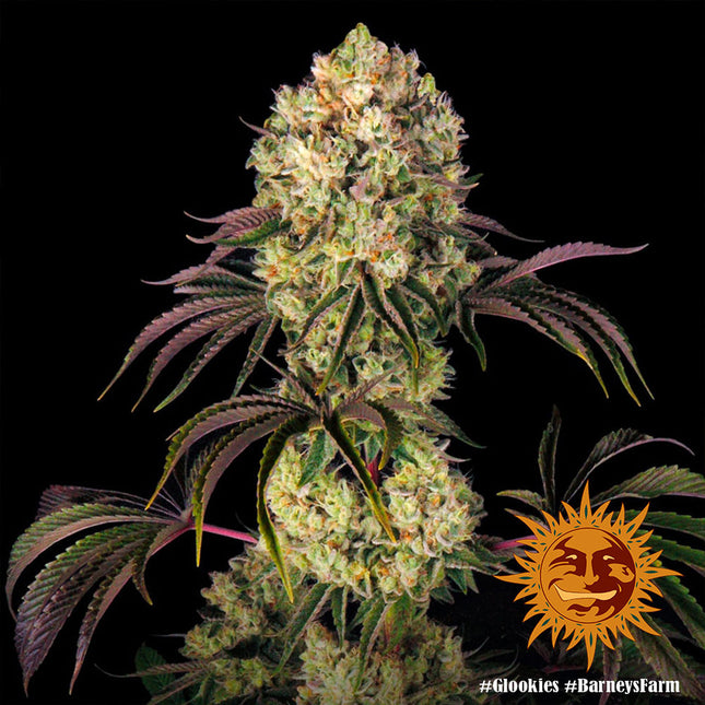 Barney's Farm Glookies (Barney's Farm)
