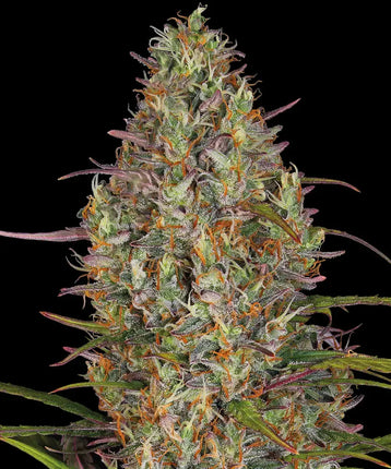 Barney's Farm Glue Gelato Auto (5 Zaden)