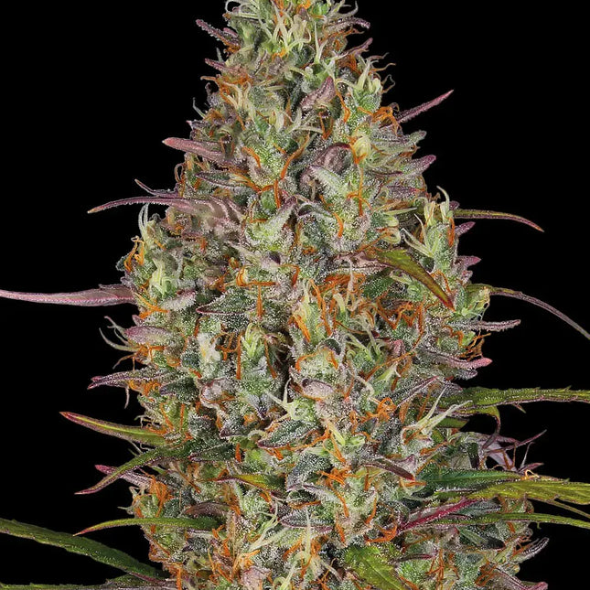 Barney's Farm Glue Gelato Auto (5 Zaden) (Barney's Farm)