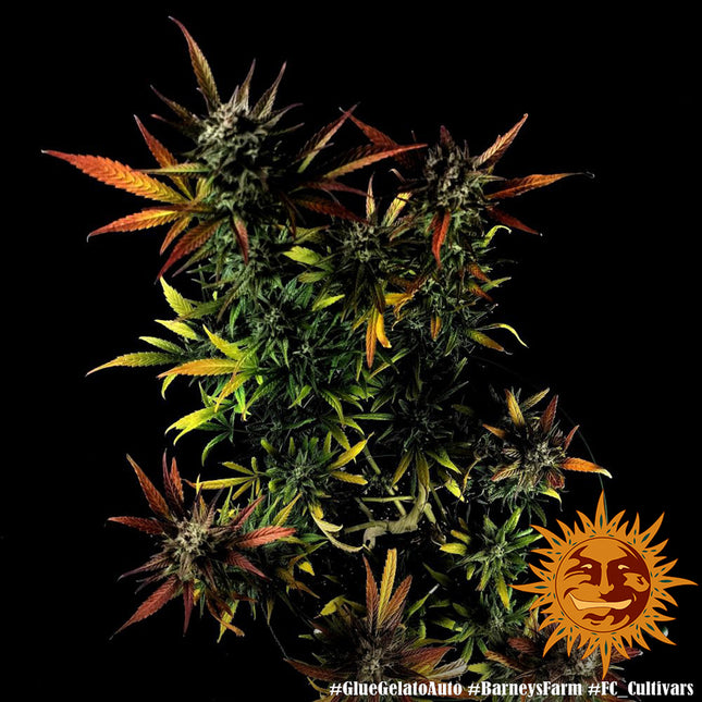 Barney's Farm Glue Gelato Auto (5 Zaden) (Barney's Farm)