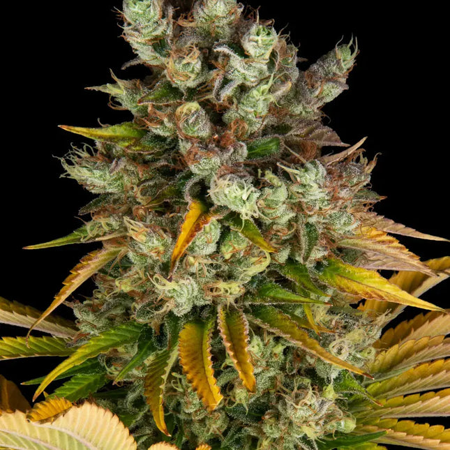Barney's Farm GMO (Barney's Farm)