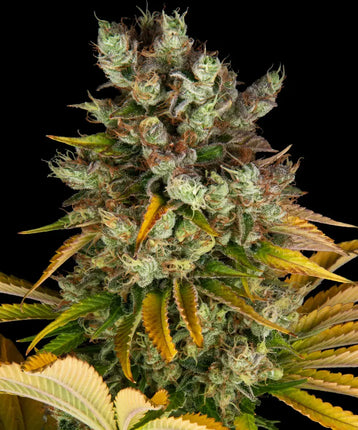Barney's Farm GMO (Barney's Farm)